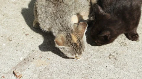 Kitten feeding Stock Footage 35839223