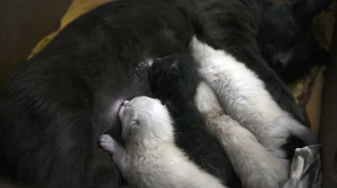 Kitten feeding Stock Footage 66205208