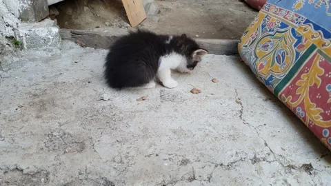 Kitten is feeding timelapse 動画素材 192404029