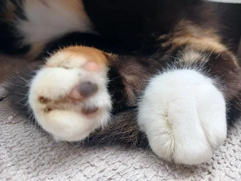 Kitten feet Stock Photos
