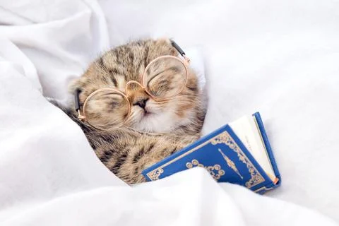 Kitten fell asleep while reading. Cat with glasses.  Stock Photos