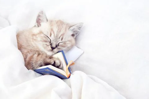 Kitten fell asleep while reading. The cat is sleeping with a book. Stock Photos