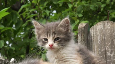 Kitten on a fence Stock Footage 40211090