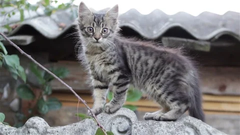 Kitten on the fence Stock Footage 81066465
