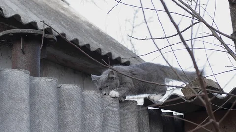 Kitten on fence Stock Footage 121618983