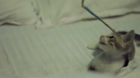 A kitten fighting for its life Stock Footage 318515801
