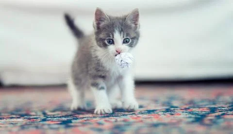 Kitten on the floor Stock Photos
