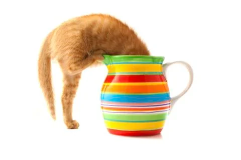 Kitten in flowerpot Stock Photos