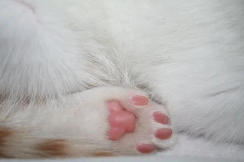 Kitten Foot Stock Photos