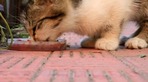 Kitten Video stock 647556