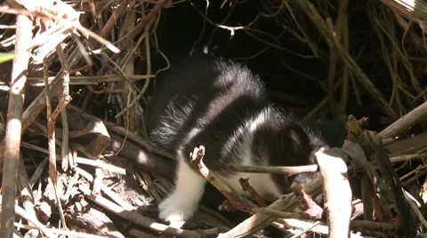 Kitten 스톡 동영상 8760914