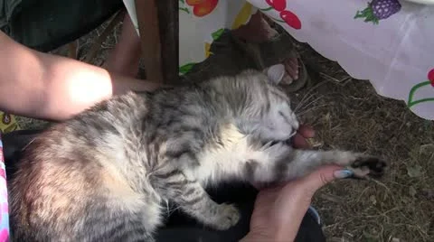 Kitten Stock Footage 11422229