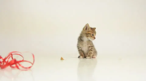 Kitten Stockbeeldmateriaal 26644792