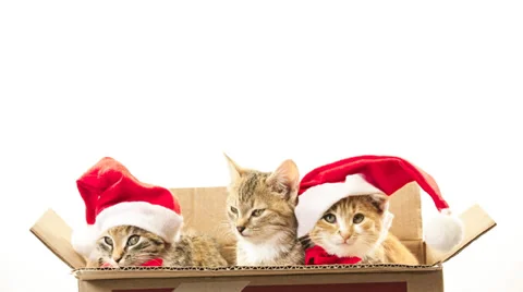 Kitten Stock Footage 32937580