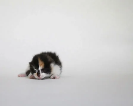 Kitten Stock Footage 34430116
