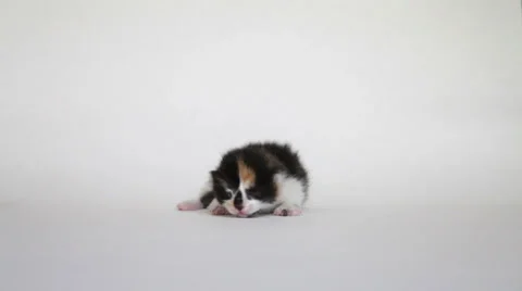Kitten Stock Footage 34430253