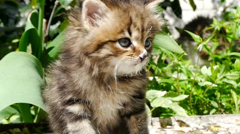 Kitten Stock Footage 54638937
