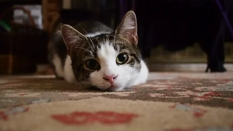 Kitten Stock Footage 101184547