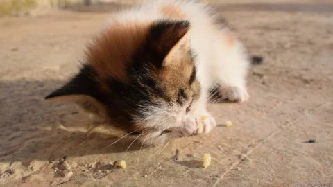 KITTEN 库存影片 133921787