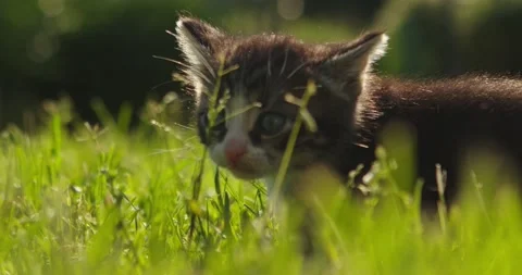 Kitten Stock Footage 135497140