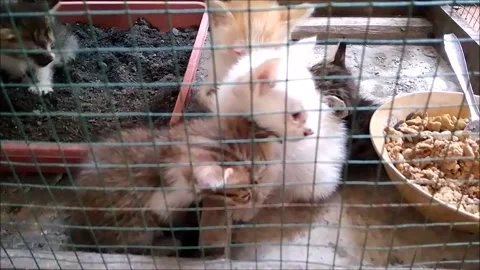 Kitten Vídeos de archivo 171167504