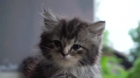 Kitten Stock Footage 196055119