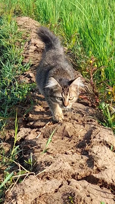 Kitten Stock Footage 205795508