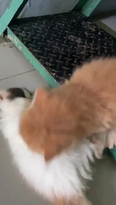 Kitten  Stock Footage 210661436