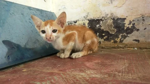 Kitten Stock Footage 211597294