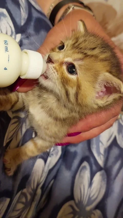 Kitten Video stock 229788802