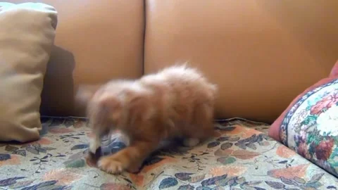 Kitten Stock Footage 231965979