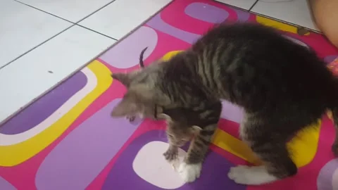 Kitten Stock Footage 240676789