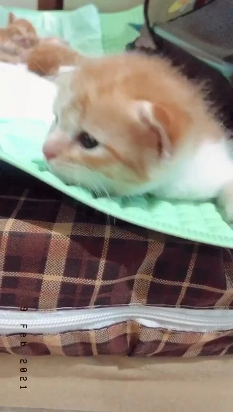 Kitten Stock Footage 244965291