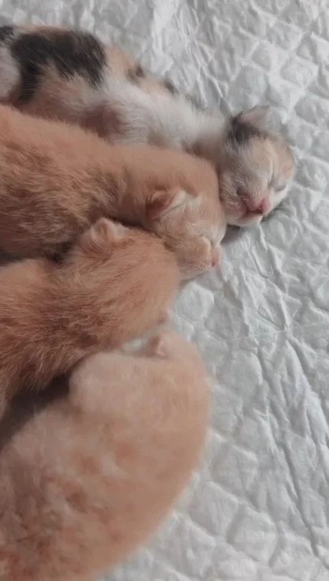 Kitten Stock Footage 244965293