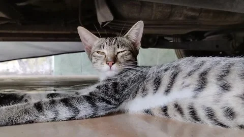 Kitten 스톡 동영상 263800806