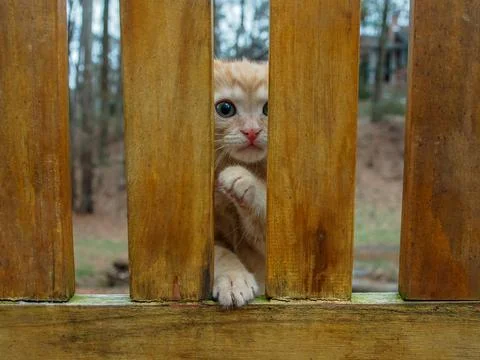 Kitten framed between park bench slats Stock Photos