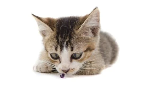 Kitten with funny expression Stock Photos