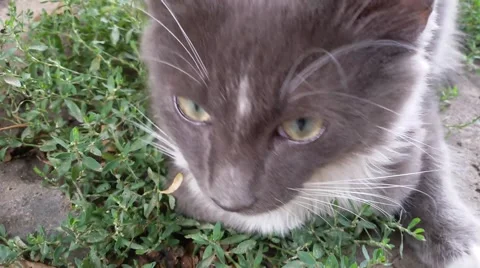 Kitten in the garden Stock Footage 53744825