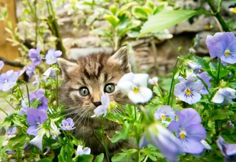 Kitten in the garden Stock Photos