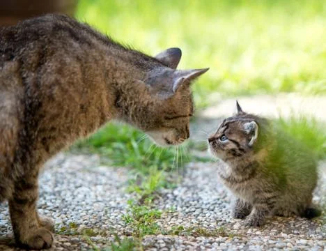 Kitten in the garden Stock Photos