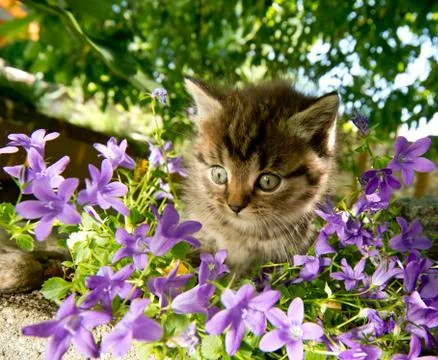 Kitten in the garden Stock Photos