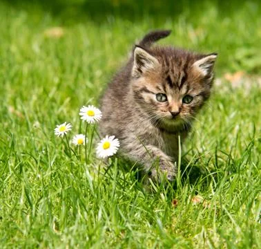 Kitten in the garden Stock Photos