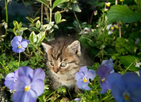 Kitten in the garden Stock Photos