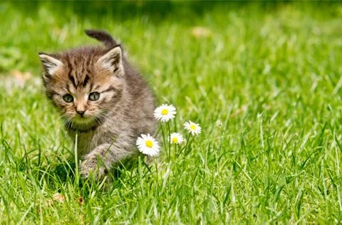 Kitten in the garden Foto stock