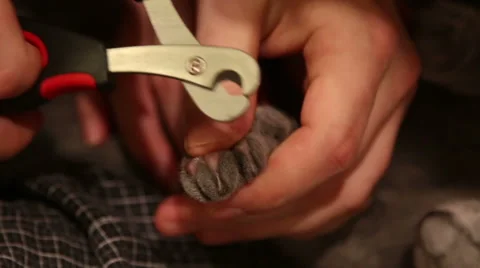 Kitten gets nail trimmed Stock Footage 48027169