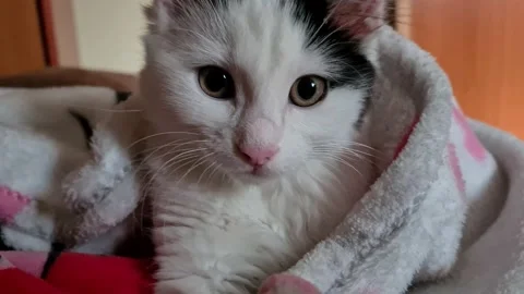 Kitten is getting ready for bed 스톡 동영상 156862861