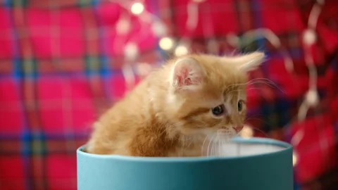 Kitten in gift box. Funny pet. Happy Christmas Cute red domestic kitty Stock Footage 292355600