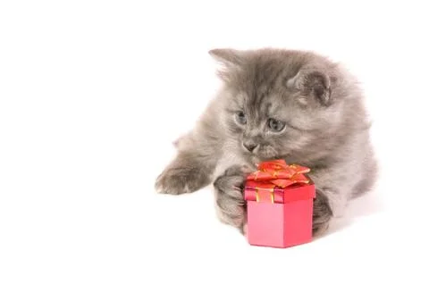 Kitten with gift Stock Photos