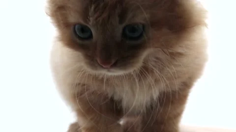 Kitten ginger Maine Coon on white background 2 4K Stock Footage 132333232