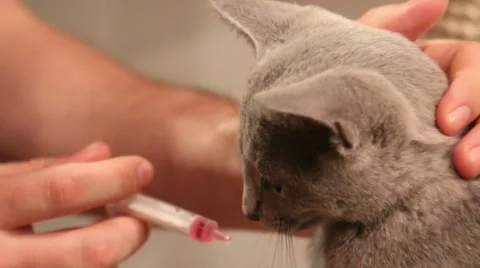 Kitten is given a liquid medication Stock Footage 46500578